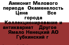 Аммонит Мелового периода. Окаменелость. › Цена ­ 2 800 - Все города Коллекционирование и антиквариат » Другое   . Ямало-Ненецкий АО,Губкинский г.